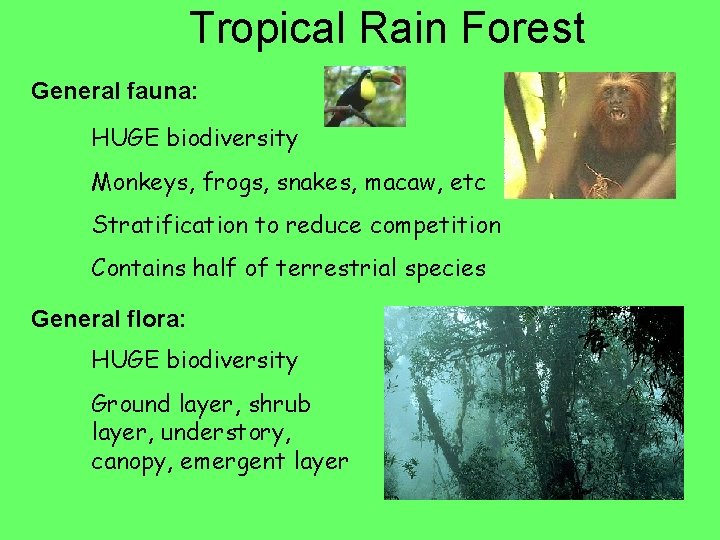 Tropical Rain Forest General fauna: HUGE biodiversity Monkeys, frogs, snakes, macaw, etc Stratification to