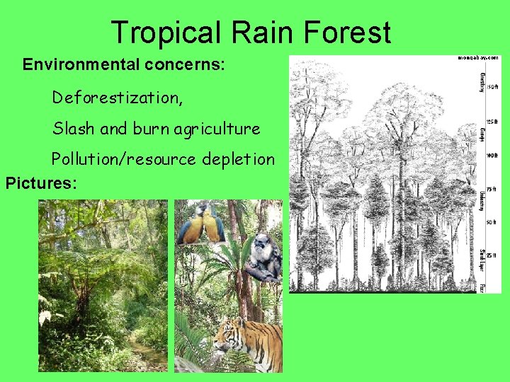 Tropical Rain Forest Environmental concerns: Deforestization, Slash and burn agriculture Pollution/resource depletion Pictures: 