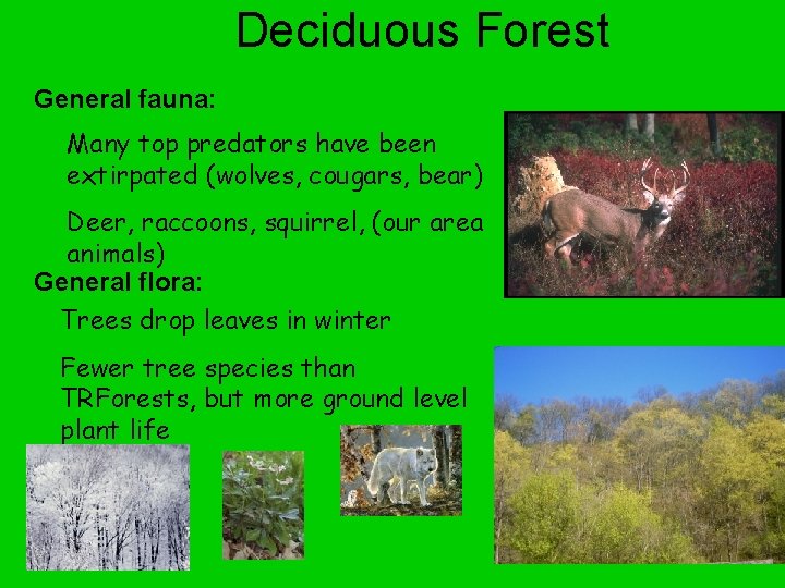 Deciduous Forest General fauna: Many top predators have been extirpated (wolves, cougars, bear) Deer,