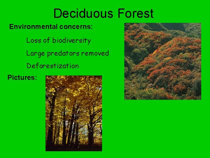 Deciduous Forest Environmental concerns: Loss of biodiversity Large predators removed Deforestization Pictures: 