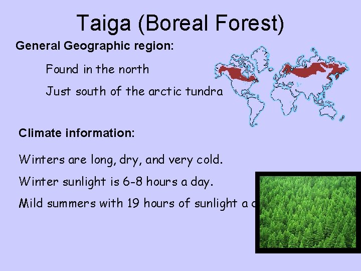Taiga (Boreal Forest) General Geographic region: Found in the north Just south of the