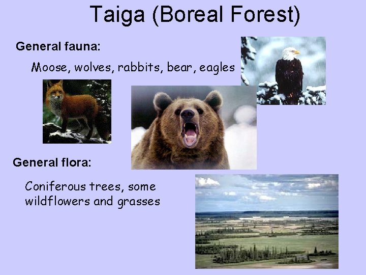 Taiga (Boreal Forest) General fauna: Moose, wolves, rabbits, bear, eagles General flora: Coniferous trees,