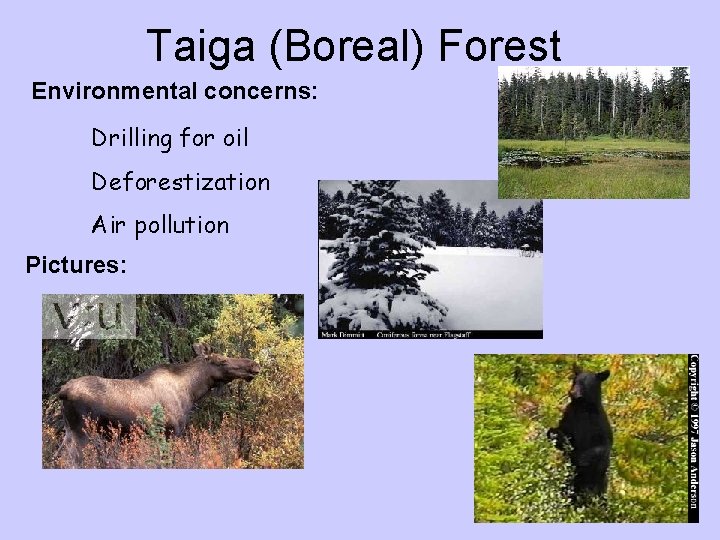 Taiga (Boreal) Forest Environmental concerns: Drilling for oil Deforestization Air pollution Pictures: 