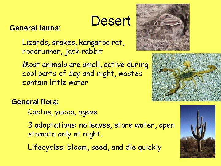 General fauna: Desert Lizards, snakes, kangaroo rat, roadrunner, jack rabbit Most animals are small,