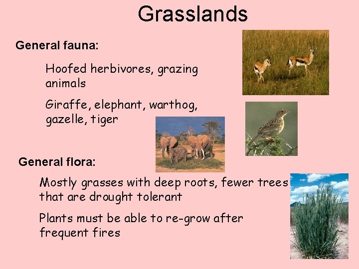 Grasslands General fauna: Hoofed herbivores, grazing animals Giraffe, elephant, warthog, gazelle, tiger General flora: