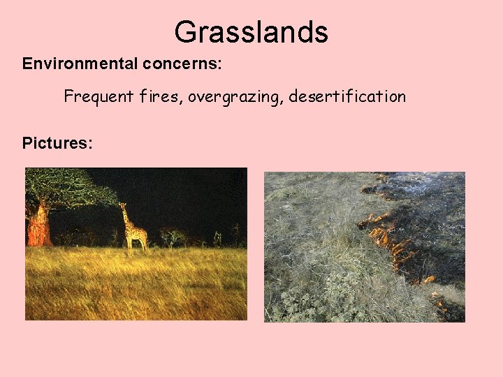 Grasslands Environmental concerns: Frequent fires, overgrazing, desertification Pictures: 