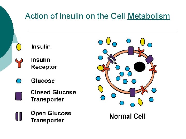 Action of Insulin on the Cell Metabolism 