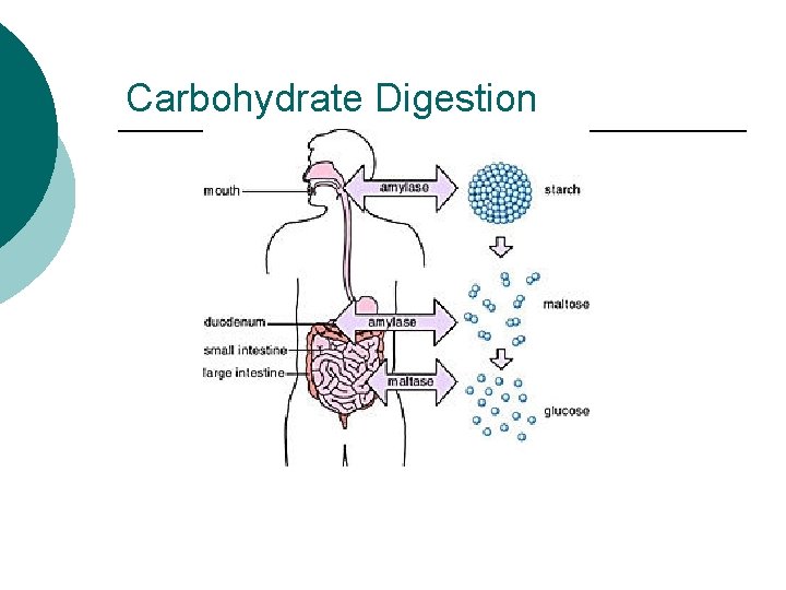 Carbohydrate Digestion 