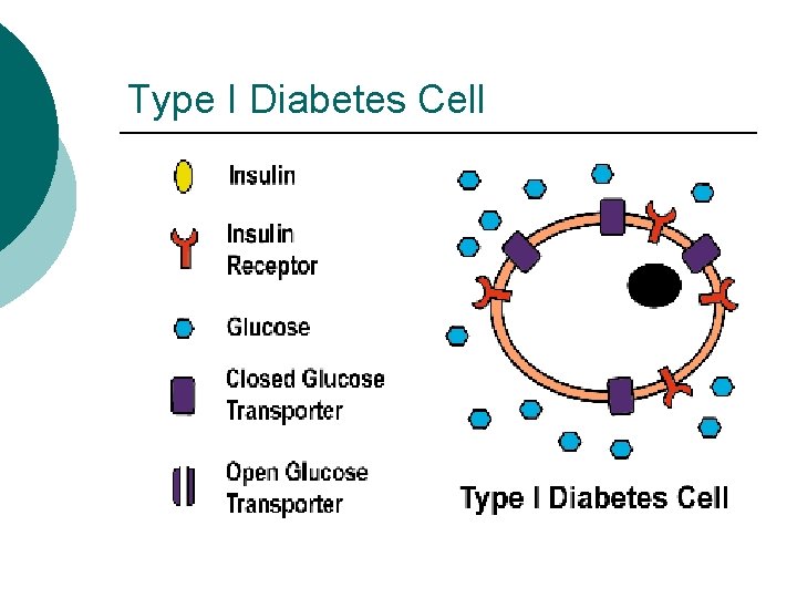 Type I Diabetes Cell 