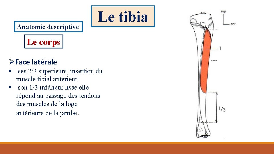 Anatomie descriptive Le tibia Le corps ØFace latérale § ses 2/3 supérieurs, insertion du