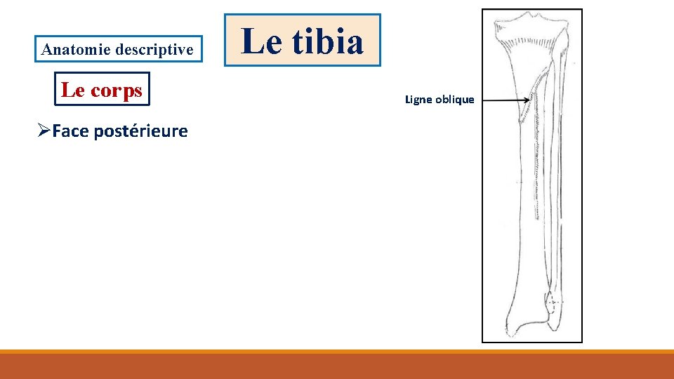 Anatomie descriptive Le corps ØFace postérieure Le tibia Ligne oblique 