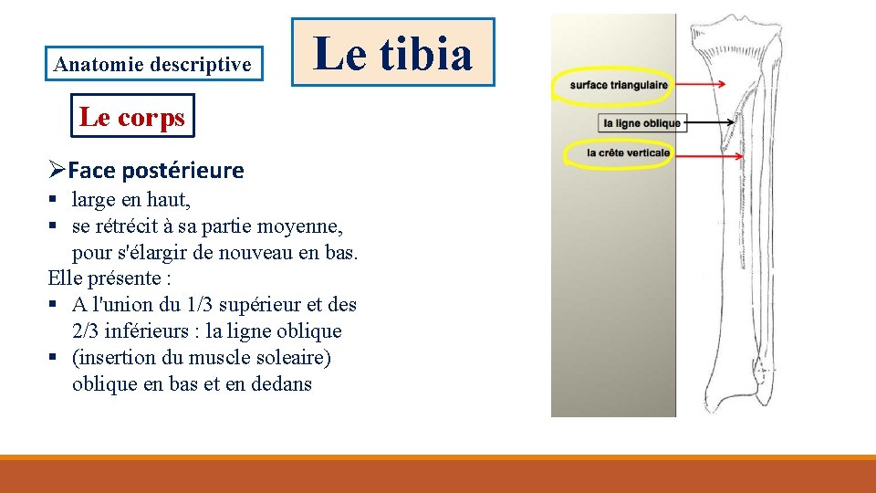 Anatomie descriptive Le tibia Le corps ØFace postérieure § large en haut, § se