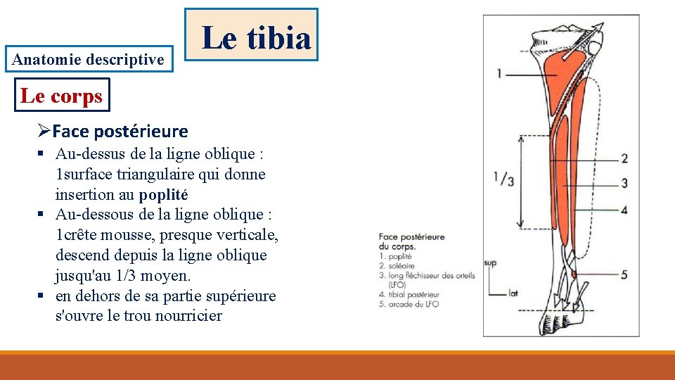 Anatomie descriptive Le tibia Le corps ØFace postérieure § Au-dessus de la ligne oblique