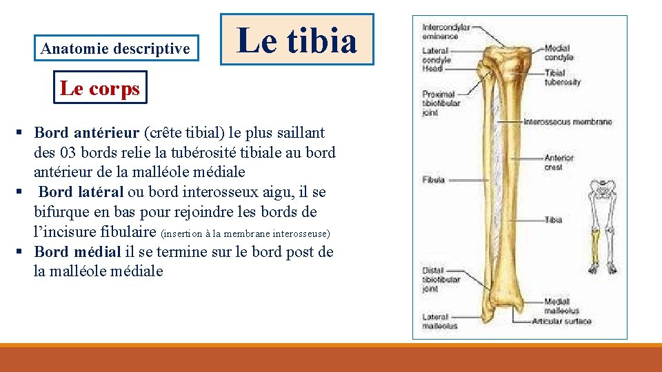 Anatomie descriptive Le tibia Le corps § Bord antérieur (crête tibial) le plus saillant
