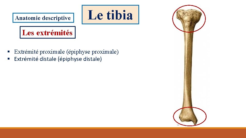 Anatomie descriptive Le tibia Les extrémités § Extrémité proximale (épiphyse proximale) § Extrémité distale