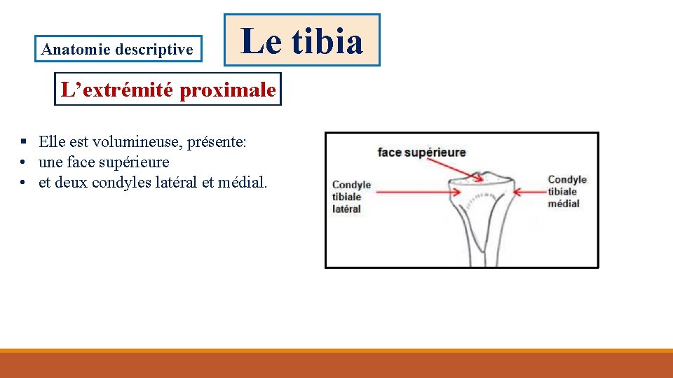 Anatomie descriptive Le tibia L’extrémité proximale § Elle est volumineuse, présente: • une face