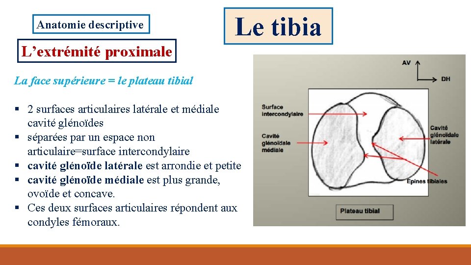 Anatomie descriptive Le tibia L’extrémité proximale La face supérieure = le plateau tibial §