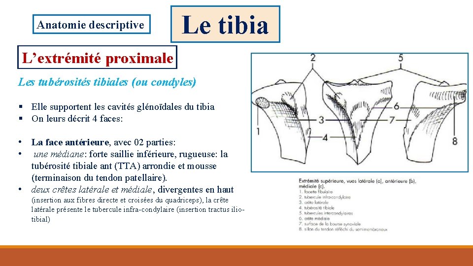 Anatomie descriptive Le tibia L’extrémité proximale Les tubérosités tibiales (ou condyles) § Elle supportent