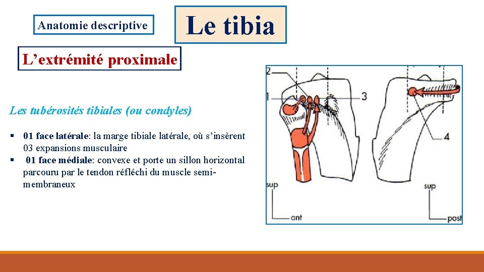 Anatomie descriptive Le tibia L’extrémité proximale Les tubérosités tibiales (ou condyles) § 01 face