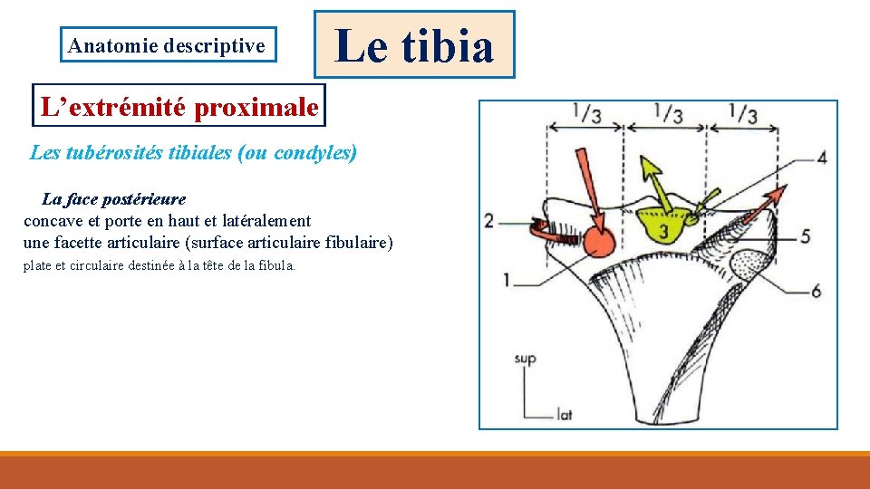 Anatomie descriptive Le tibia L’extrémité proximale Les tubérosités tibiales (ou condyles) La face postérieure