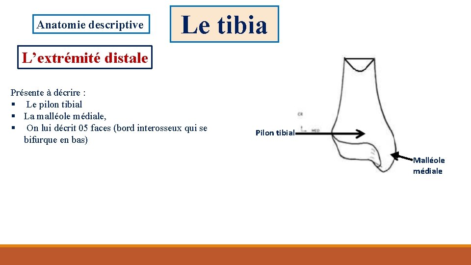 Anatomie descriptive Le tibia L’extrémité distale Présente à décrire : § Le pilon tibial