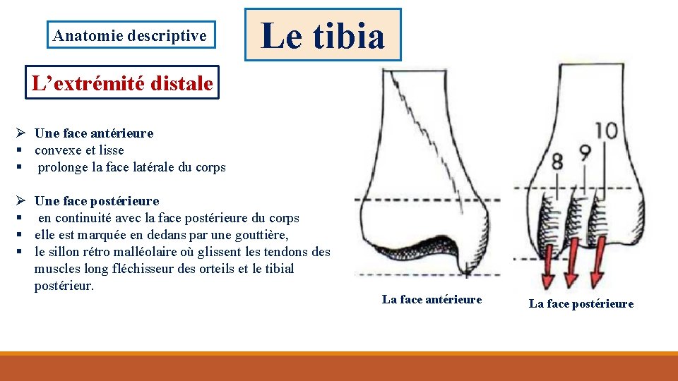 Anatomie descriptive Le tibia L’extrémité distale Ø Une face antérieure § convexe et lisse