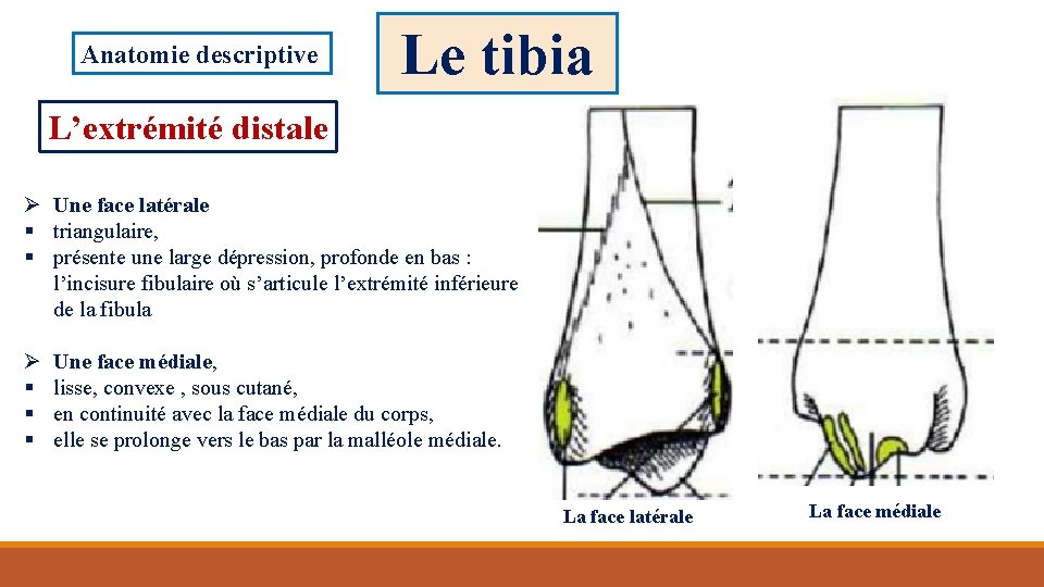 Anatomie descriptive Le tibia L’extrémité distale Ø Une face latérale § triangulaire, § présente