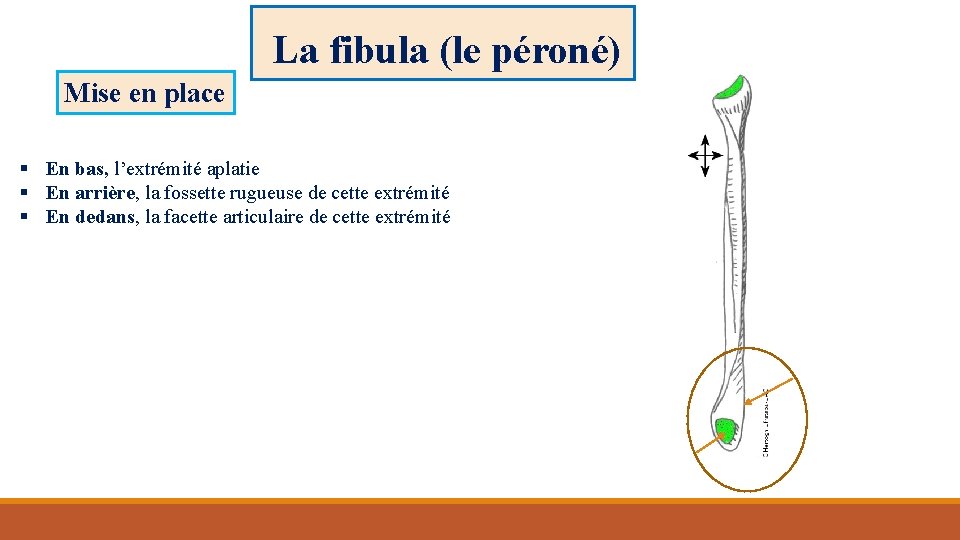 La fibula (le péroné) Mise en place § En bas, l’extrémité aplatie § En