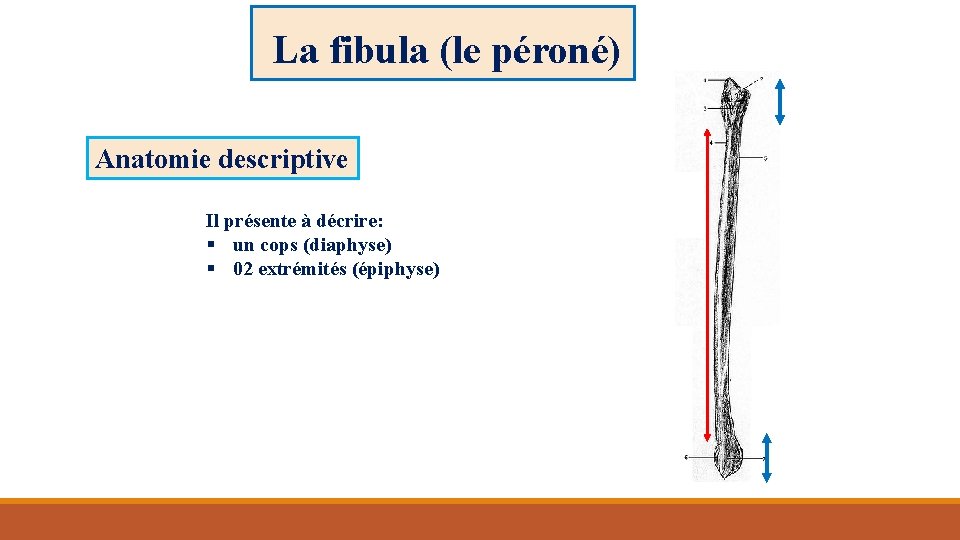 La fibula (le péroné) Anatomie descriptive Il présente à décrire: § un cops (diaphyse)