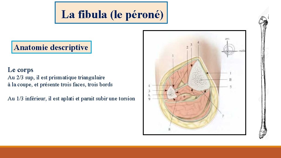 La fibula (le péroné) Anatomie descriptive Le corps Au 2/3 sup, il est prismatique