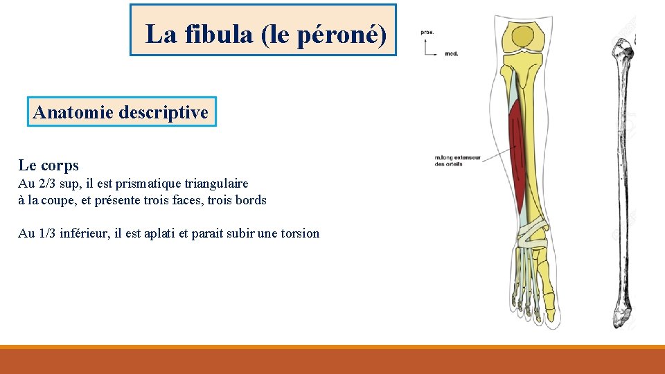 La fibula (le péroné) Anatomie descriptive Le corps Au 2/3 sup, il est prismatique
