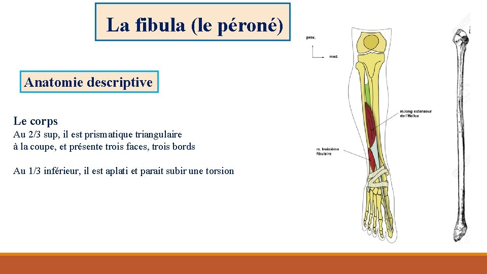 La fibula (le péroné) Anatomie descriptive Le corps Au 2/3 sup, il est prismatique