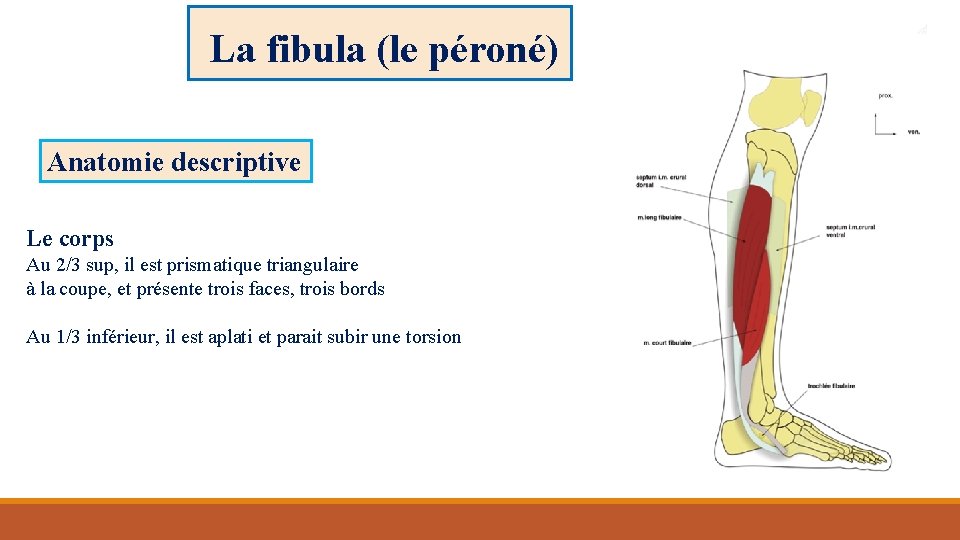La fibula (le péroné) Anatomie descriptive Le corps Au 2/3 sup, il est prismatique