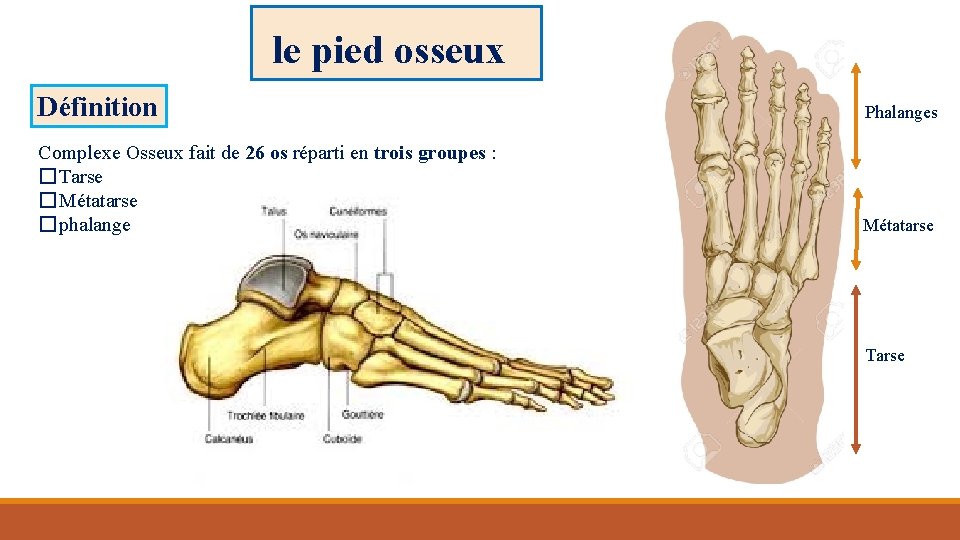 le pied osseux Définition Phalanges Complexe Osseux fait de 26 os réparti en trois