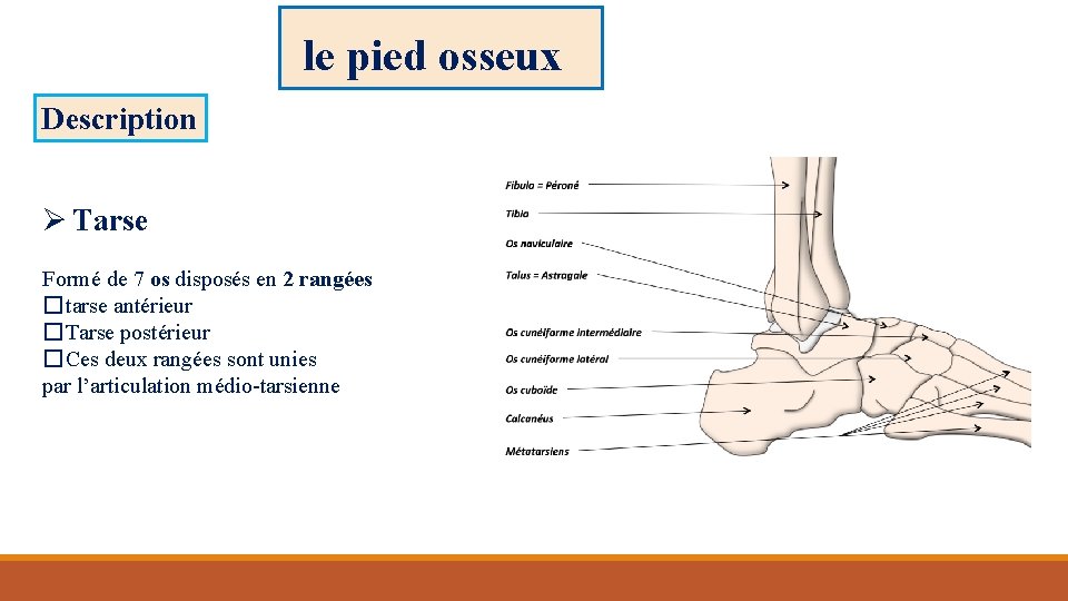 le pied osseux Description Ø Tarse Formé de 7 os disposés en 2 rangées