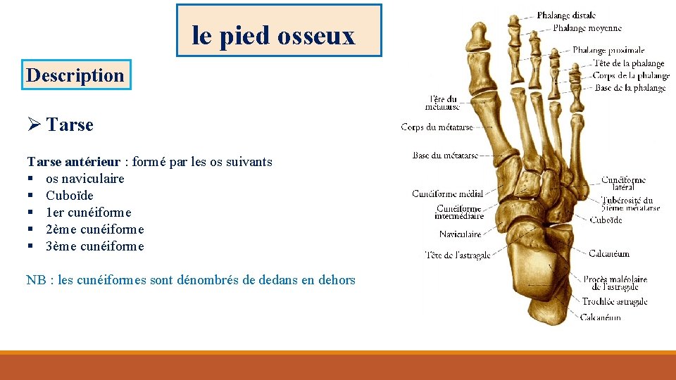 le pied osseux Description Ø Tarse antérieur : formé par les os suivants §