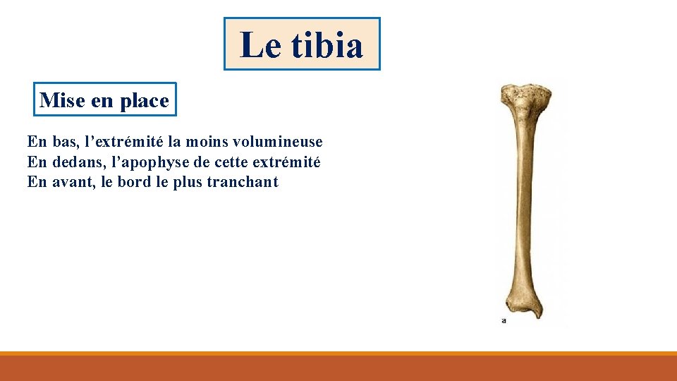 Le tibia Mise en place En bas, l’extrémité la moins volumineuse En dedans, l’apophyse