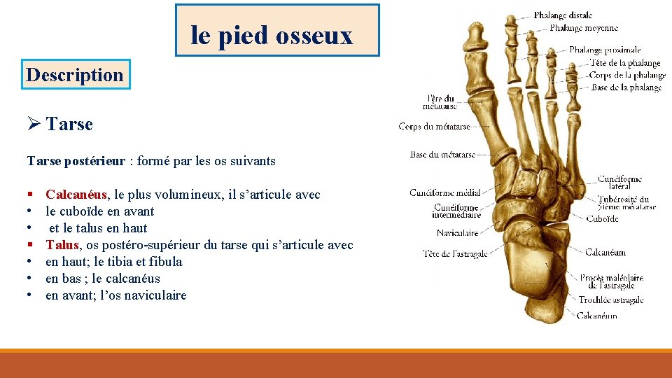 le pied osseux Description Ø Tarse postérieur : formé par les os suivants §