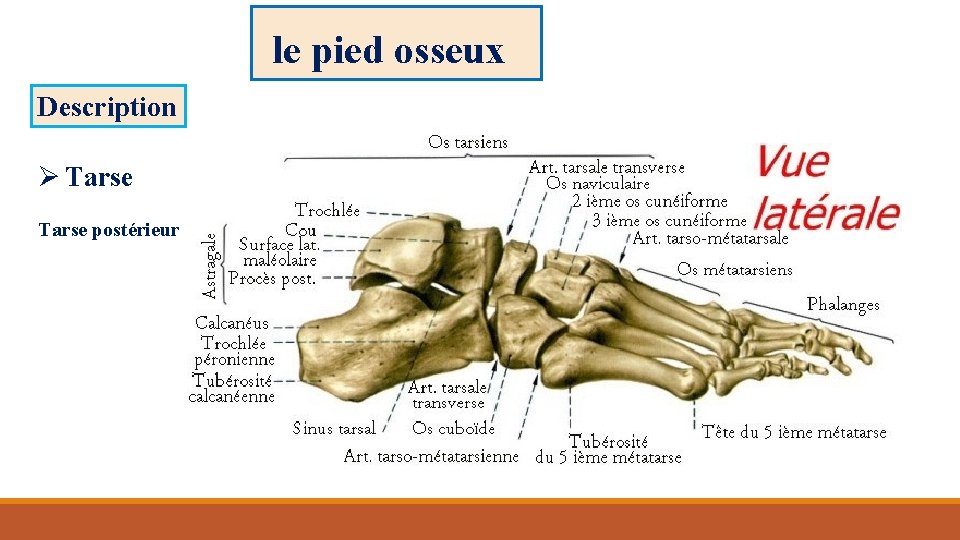 le pied osseux Description Ø Tarse postérieur 