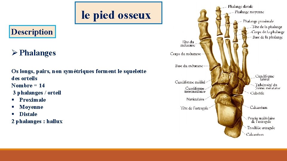 le pied osseux Description Ø Phalanges Os longs, pairs, non symétriques forment le squelette