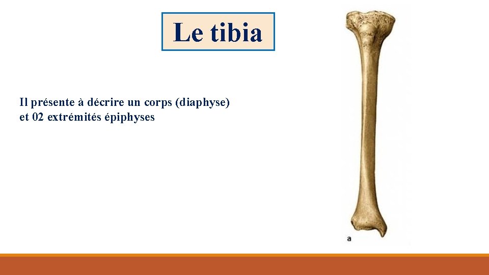 Le tibia Il présente à décrire un corps (diaphyse) et 02 extrémités épiphyses 