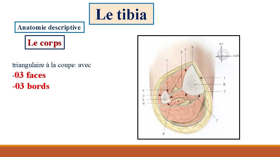 Le tibia Anatomie descriptive Le corps triangulaire à la coupe: avec -03 faces -03