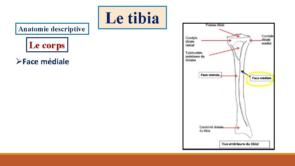 Anatomie descriptive Le corps ØFace médiale Le tibia 