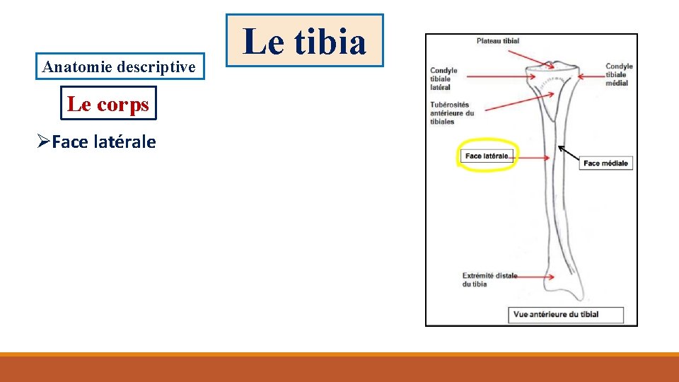Anatomie descriptive Le corps ØFace latérale Le tibia 