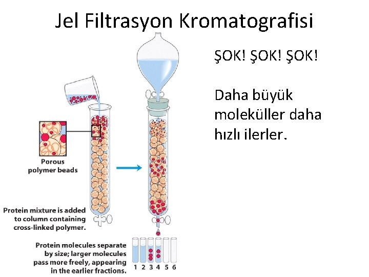 Jel Filtrasyon Kromatografisi ŞOK! Daha büyük moleküller daha hızlı ilerler. 