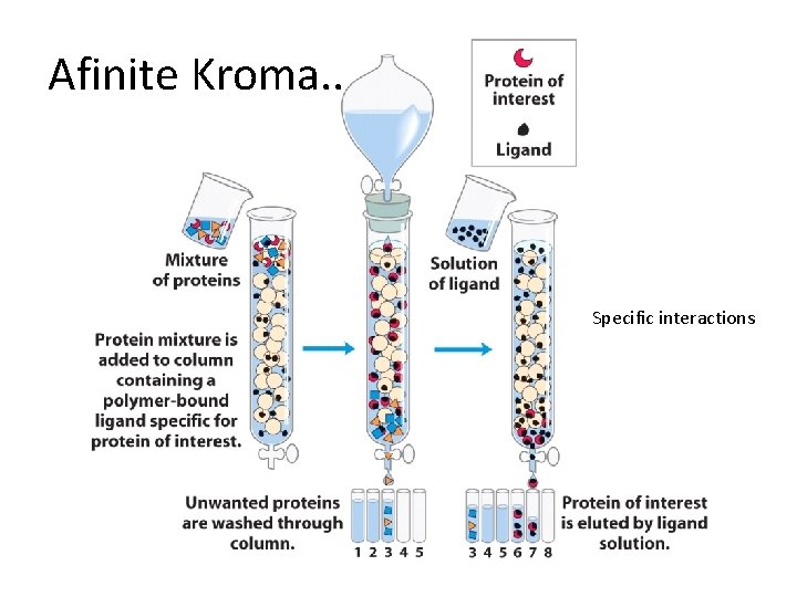 Afinite Kroma. . Specific interactions 