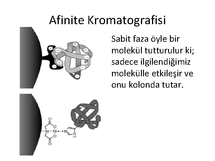 Afinite Kromatografisi Sabit faza öyle bir molekül tutturulur ki; sadece ilgilendiğimiz molekülle etkileşir ve
