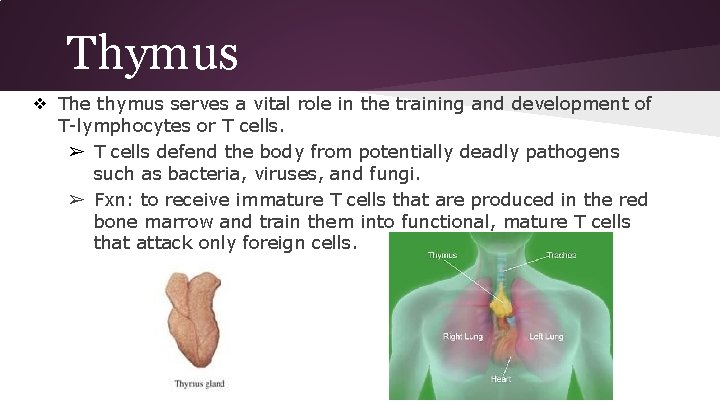 Thymus ❖ The thymus serves a vital role in the training and development of