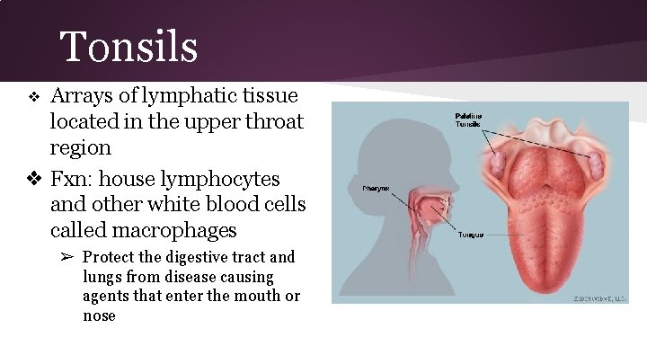 Tonsils Arrays of lymphatic tissue located in the upper throat region ❖ Fxn: house