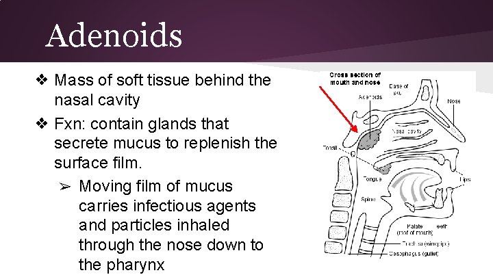 Adenoids ❖ Mass of soft tissue behind the nasal cavity ❖ Fxn: contain glands